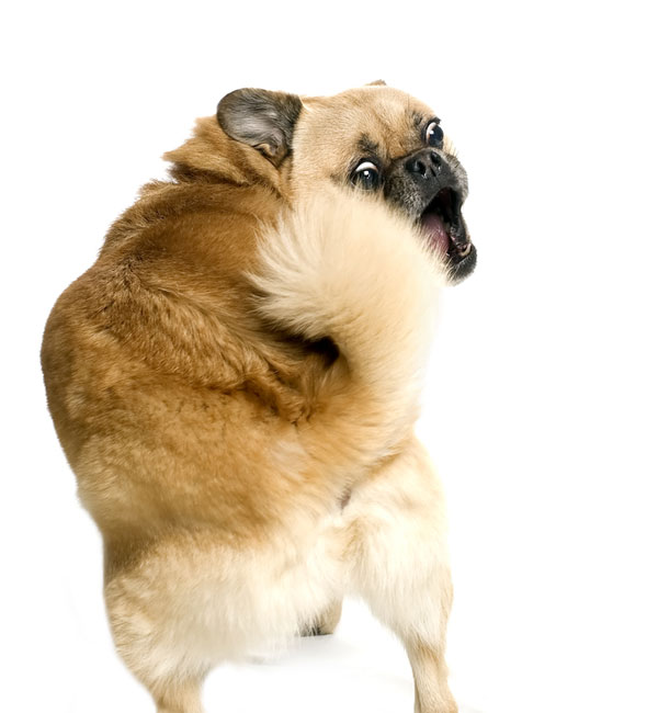 小狗追自己尾巴打转行为也是一种强迫症(图)-派特超人-宠物