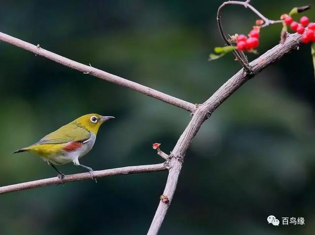 简要说说绣眼调理鸣唱之关键-派特超人-宠物