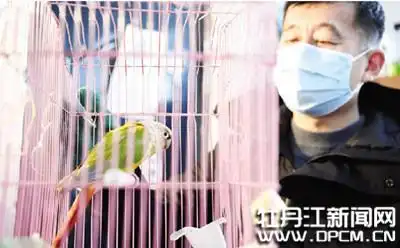 数九寒天 鹦鹉家中来“做客”-派特超人-宠物