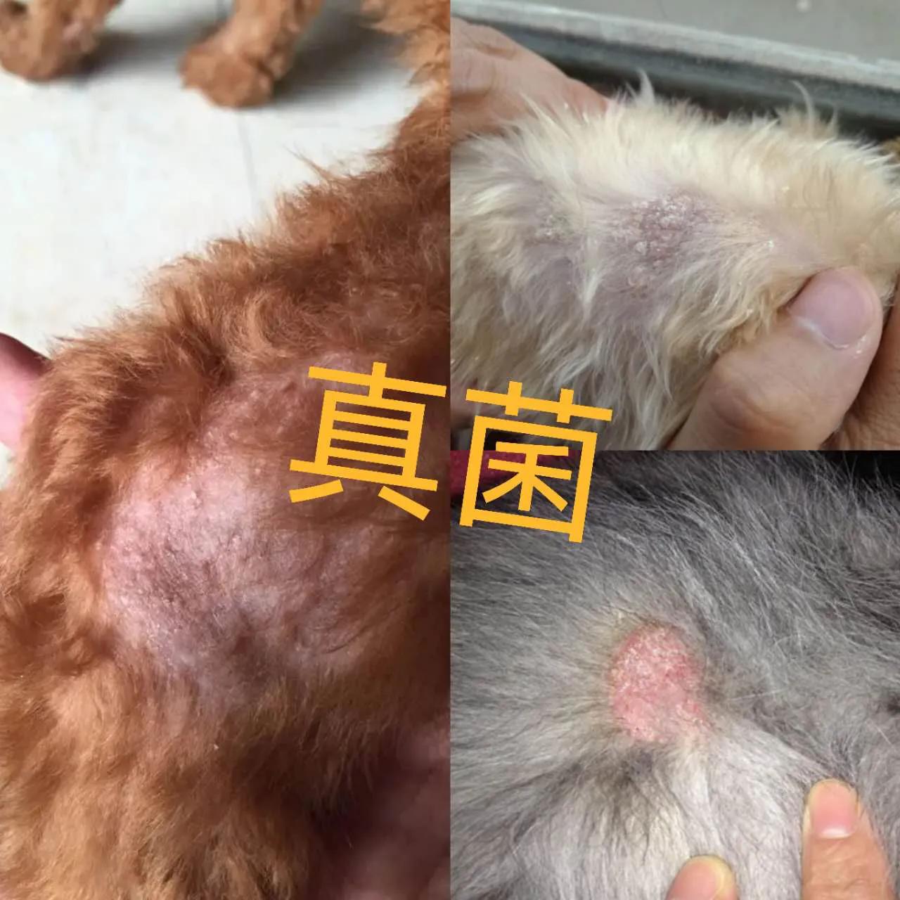 狗狗细菌感染治疗方法_狗狗真菌感染治疗_狗狗指甲发黑？外伤和真菌感染