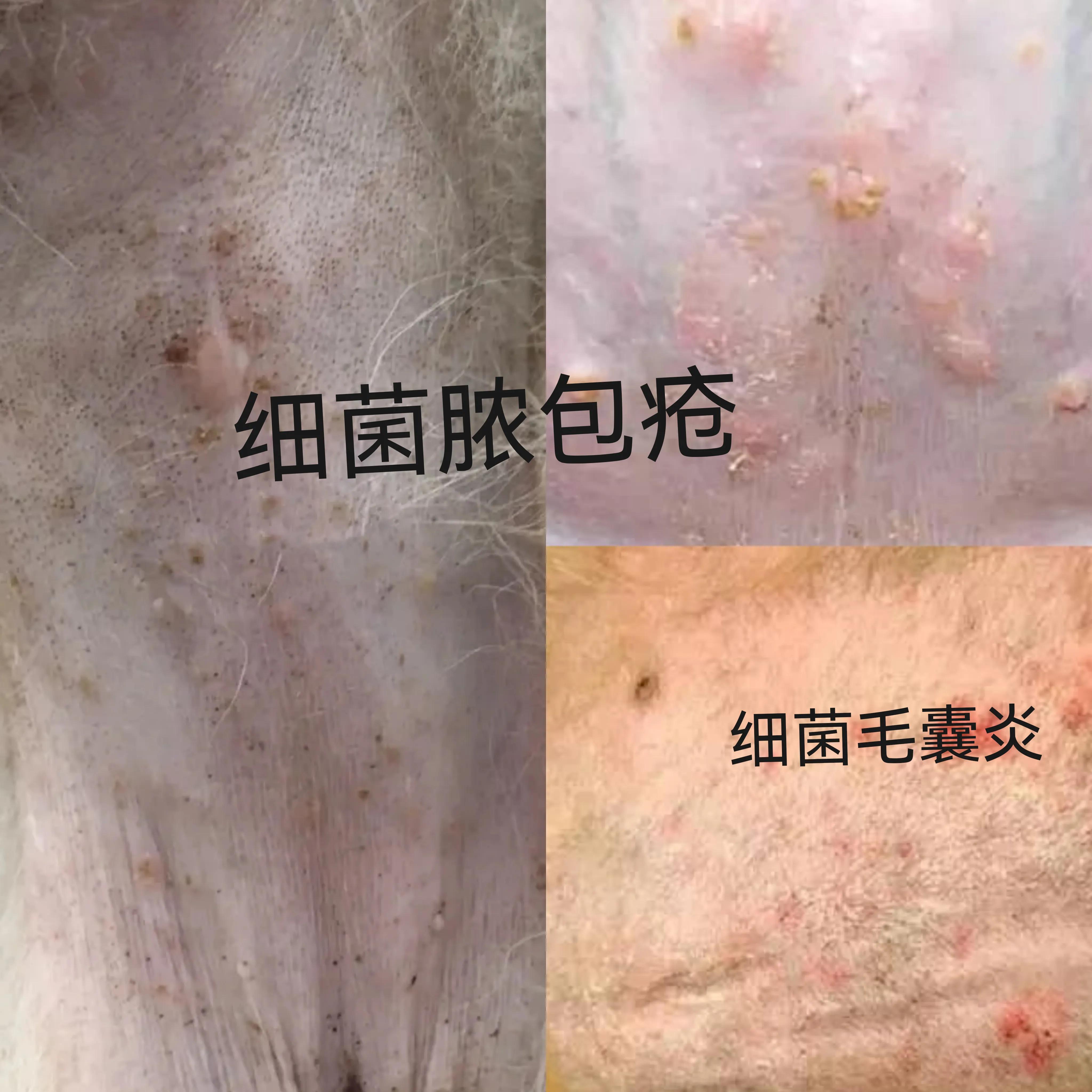 狗狗指甲发黑？外伤和真菌感染_狗狗细菌感染治疗方法_狗狗真菌感染治疗