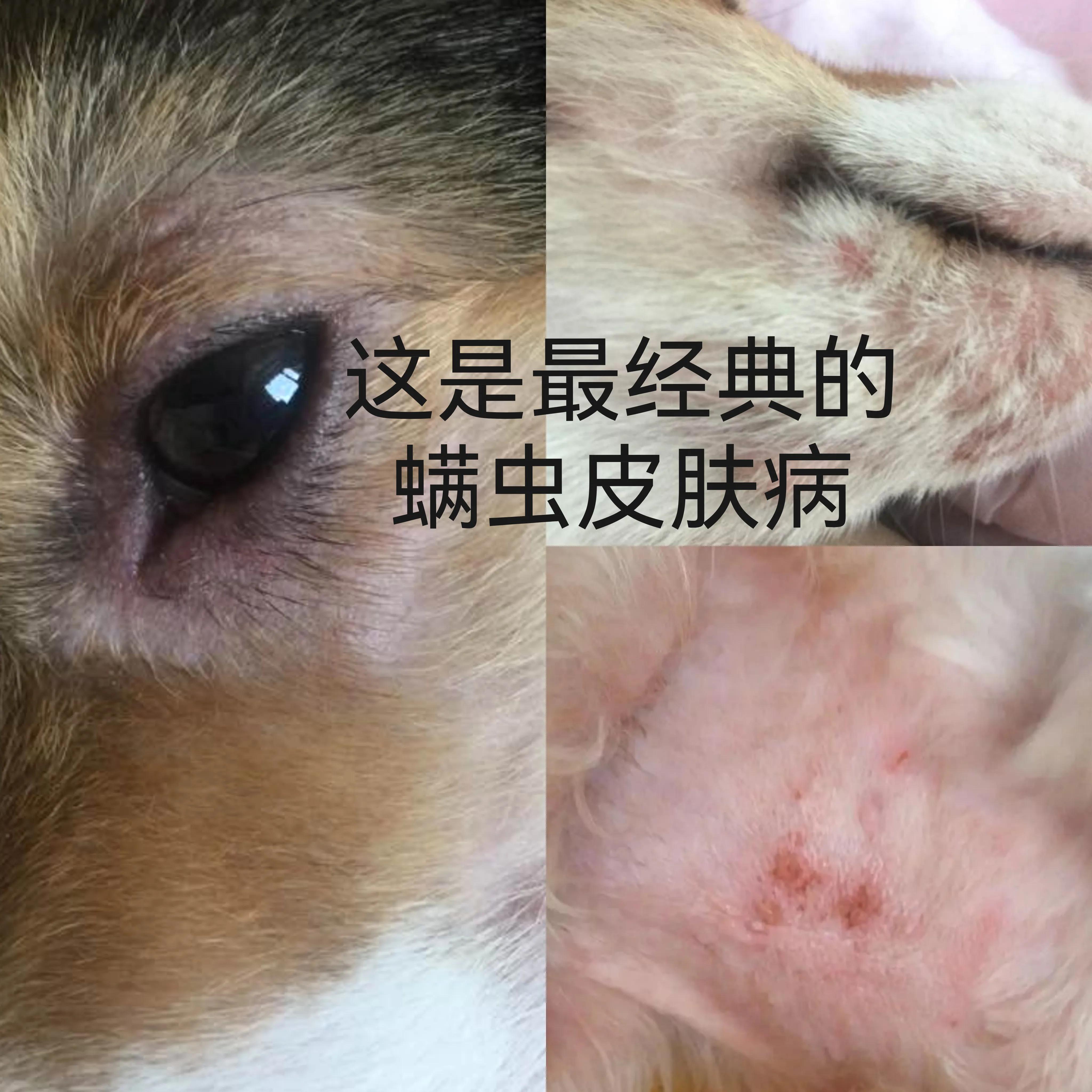 狗狗细菌感染治疗方法_狗狗真菌感染治疗_狗狗指甲发黑？外伤和真菌感染