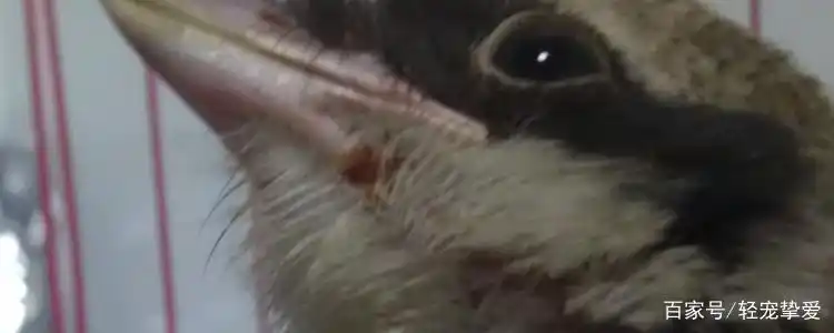 鸟掉毛严重怎么治疗-派特超人-宠物