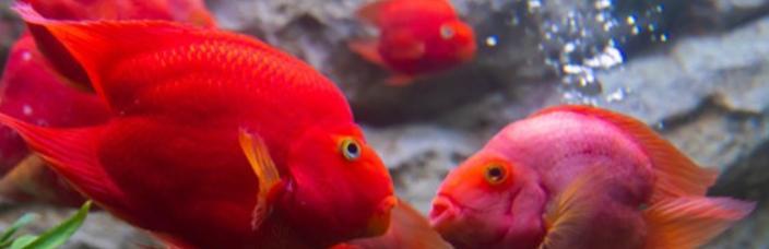 让你的血鹦鹉越来越红的方法(探索如何提高血鹦鹉的红色程度,让其羽毛更加夺目)-派特超人-宠物