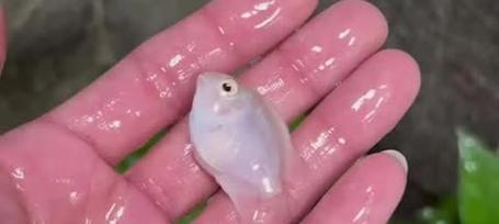 如何让爱鸟羽毛更加鲜艳亮丽_血鹦鹉饲养技巧_血鹦鹉羽毛变红方法