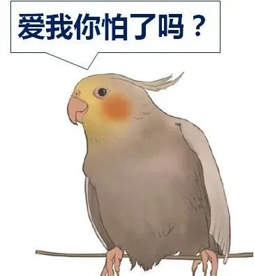 鹦鹉热衣原体感染途径_小太阳鹦鹉容易得什么病_鹦鹉热病例浙江广东