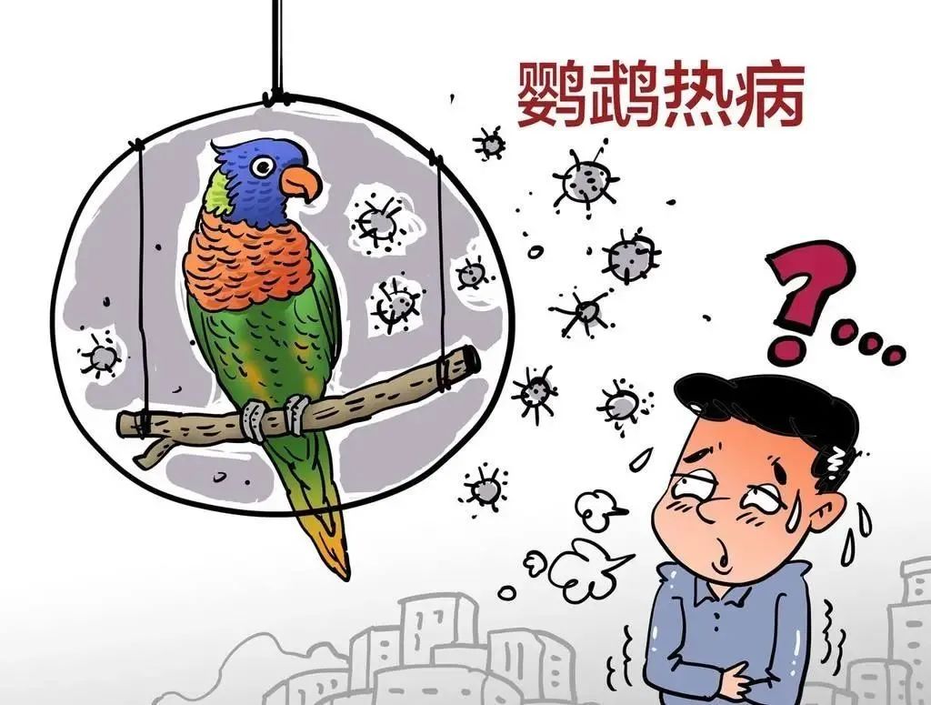 小太阳鹦鹉容易得什么病_鹦鹉热病例浙江广东_鹦鹉热衣原体感染途径