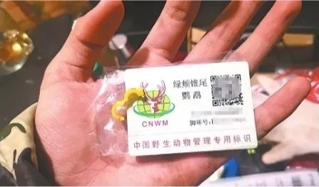 鹦鹉热衣原体感染途径_鹦鹉热病例浙江广东_小太阳鹦鹉容易得什么病