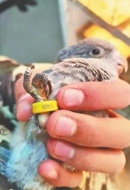 小太阳鹦鹉容易得什么病_鹦鹉热衣原体感染途径_鹦鹉热病例浙江广东