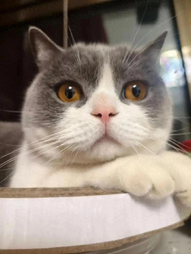 猫咪睡姿解读_猫咪缺爱睡姿_猫咪为什么喜欢睡在书堆里