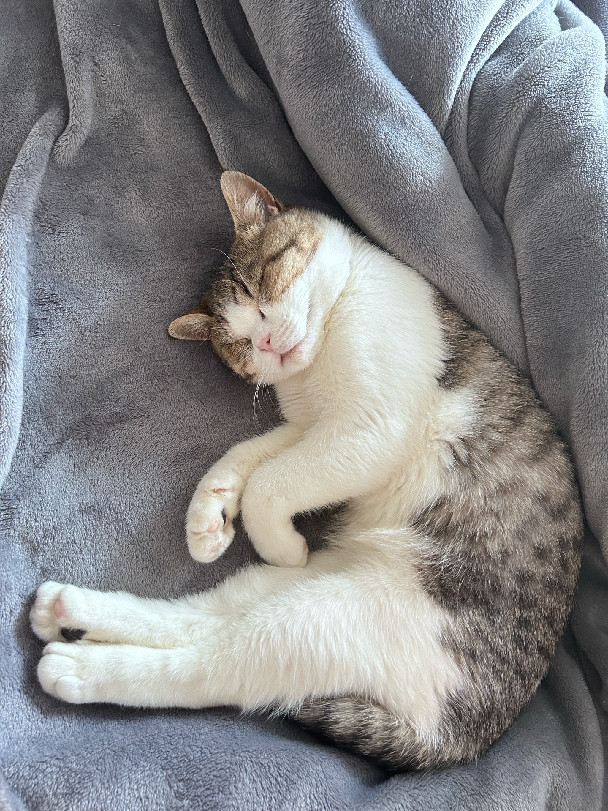 猫咪睡姿解读_猫咪为什么喜欢睡在书堆里_猫咪缺爱睡姿