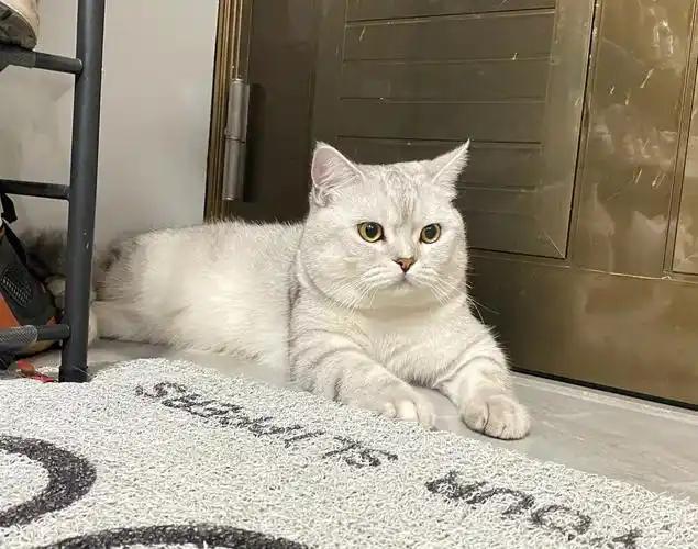 猫咪为什么喜欢睡在书堆里_猫咪缺爱睡姿_猫咪睡姿解读