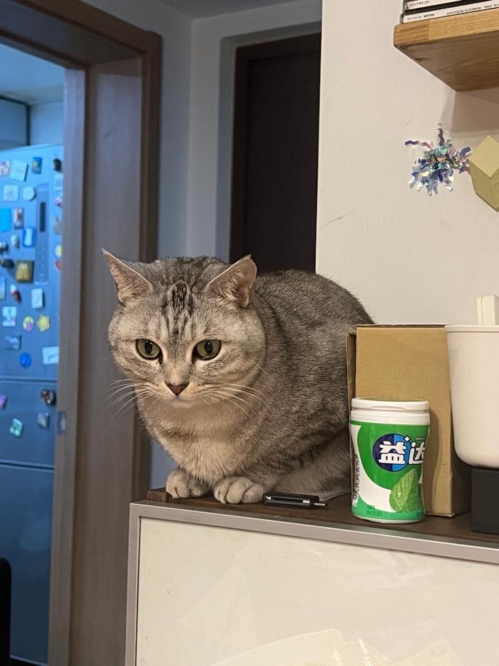猫咪睡姿解读_猫咪缺爱睡姿_猫咪为什么喜欢睡在书堆里