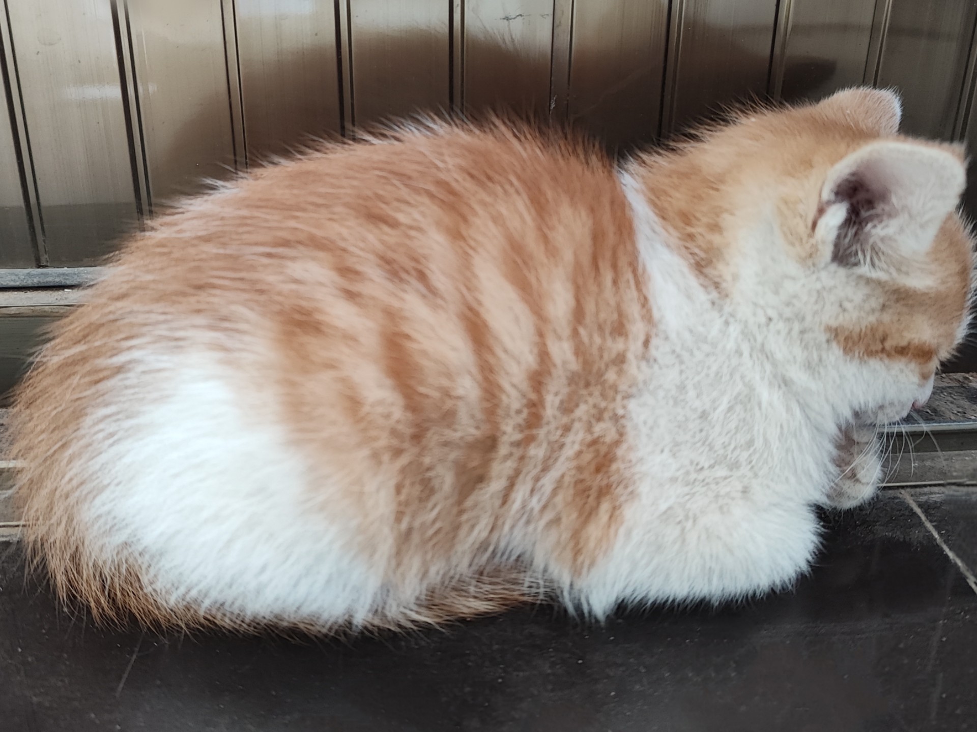 猫咪为什么喜欢睡在书堆里_猫咪缺爱睡姿_猫咪睡姿解读