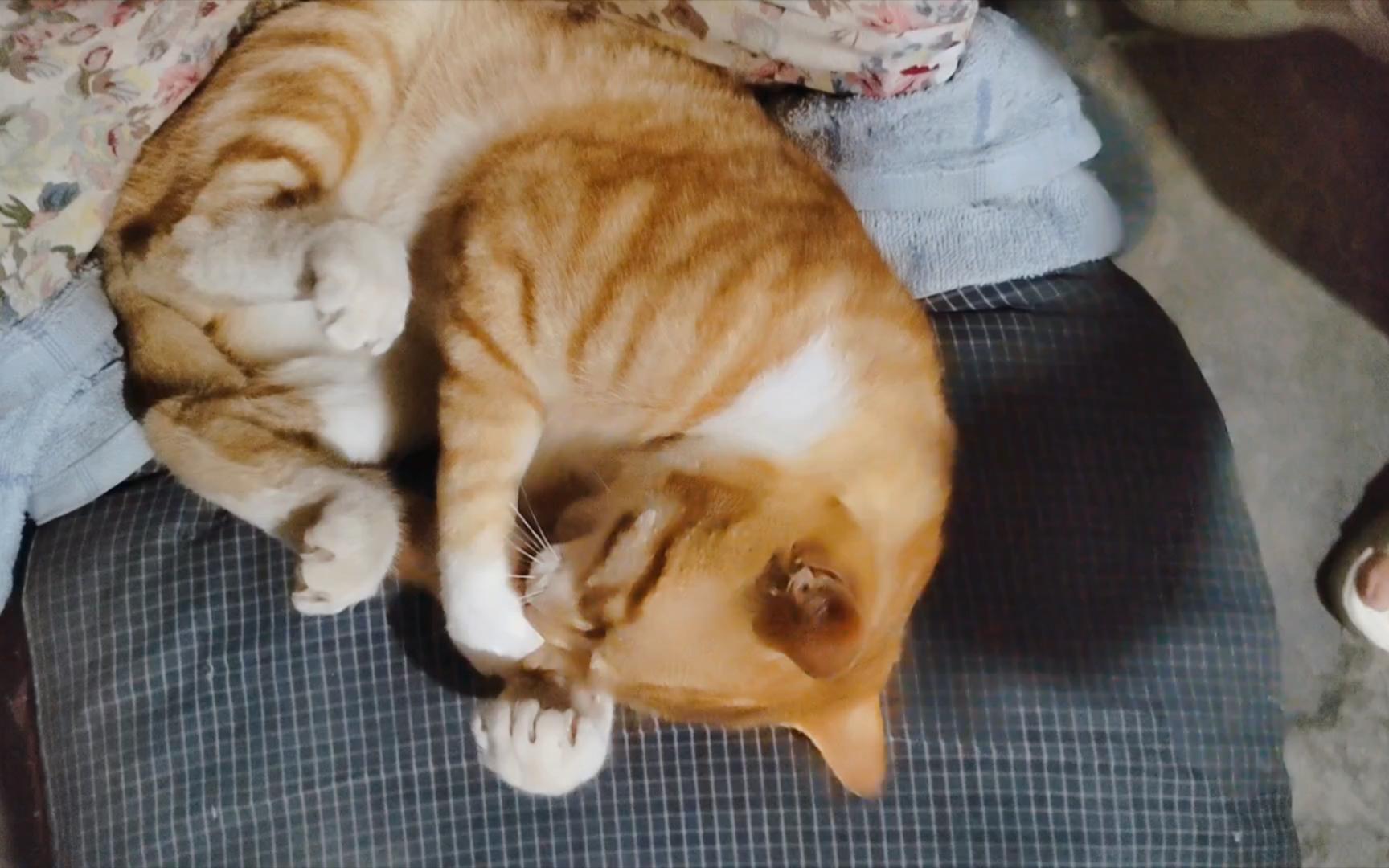 猫咪缺爱睡姿_猫咪睡姿解读_猫咪为什么喜欢睡在书堆里