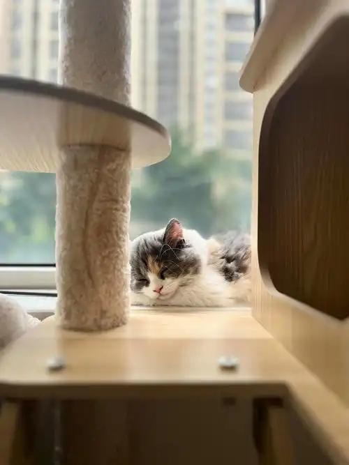 猫咪睡姿解读_猫咪缺爱睡姿_猫咪为什么喜欢睡在书堆里