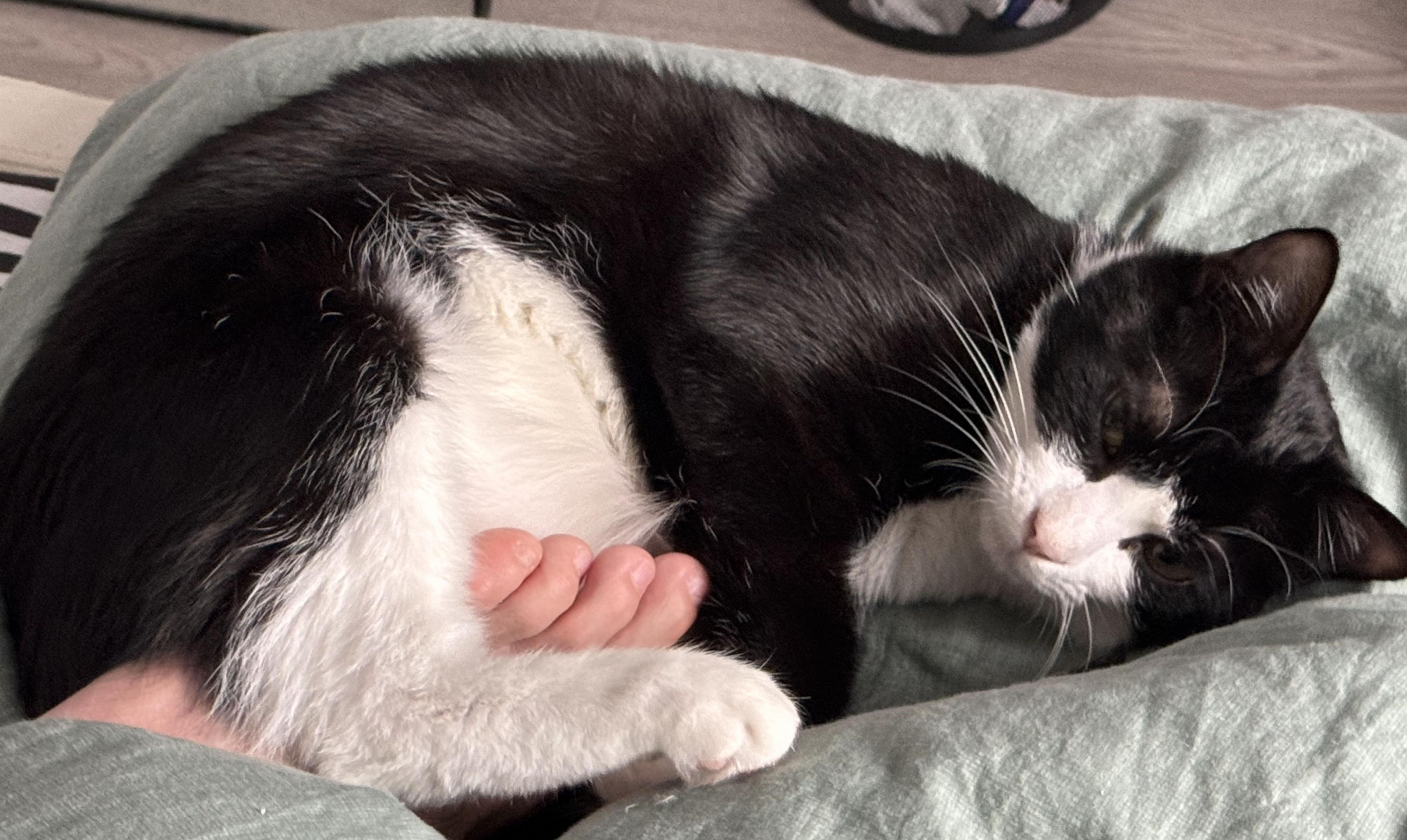 猫咪为什么喜欢睡在书堆里_猫咪睡姿解读_猫咪缺爱睡姿