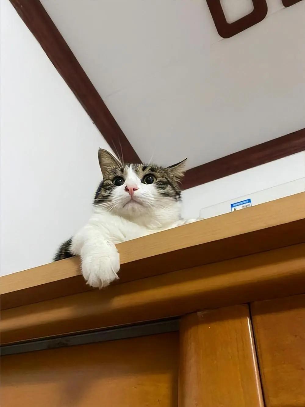 猫咪缺爱睡姿_猫咪为什么喜欢睡在书堆里_猫咪睡姿解读