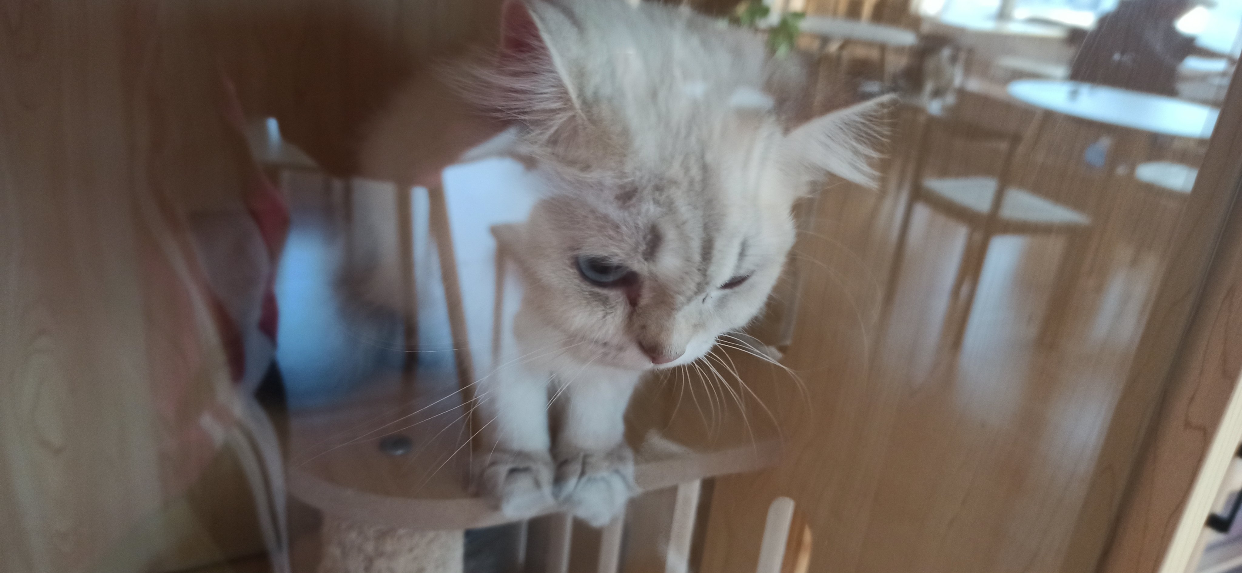 猫咪缺爱睡姿_猫咪为什么喜欢睡在书堆里_猫咪睡姿解读