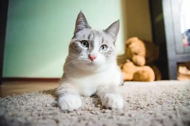 猫咪为什么喜欢睡在书堆里_猫咪缺爱睡姿_猫咪睡姿解读