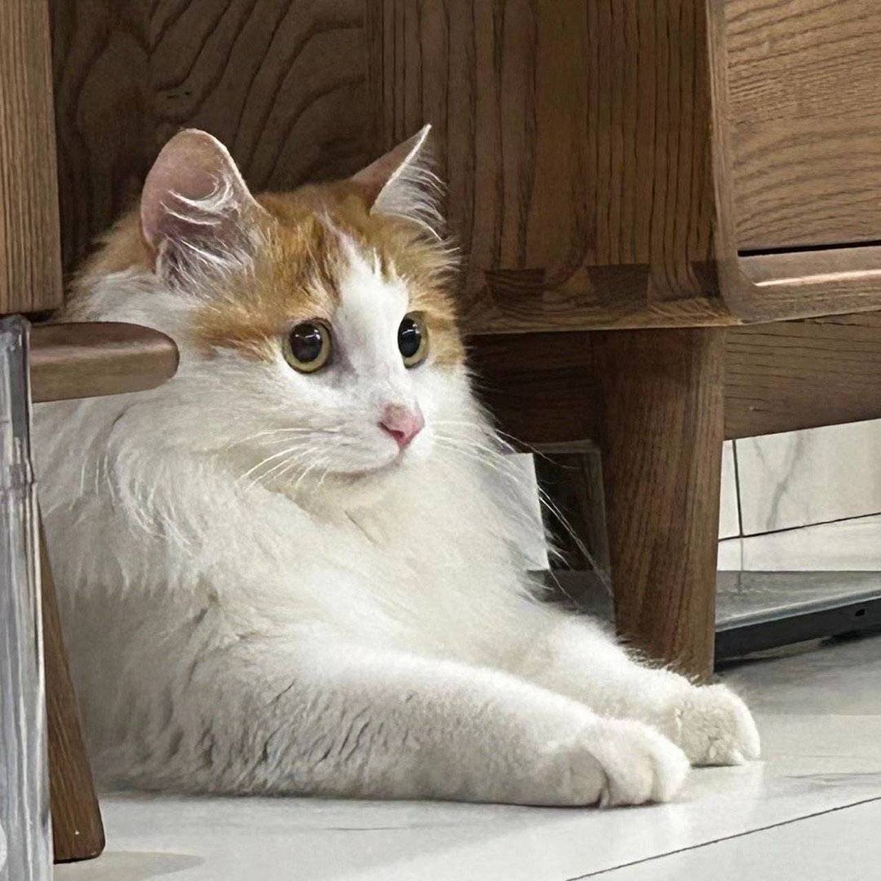 猫咪睡姿解读_猫咪为什么喜欢睡在书堆里_猫咪缺爱睡姿