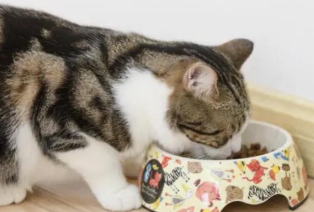猫咪最喜欢的零食投喂时间_幼猫喂食量变化_猫咪喂食时间表