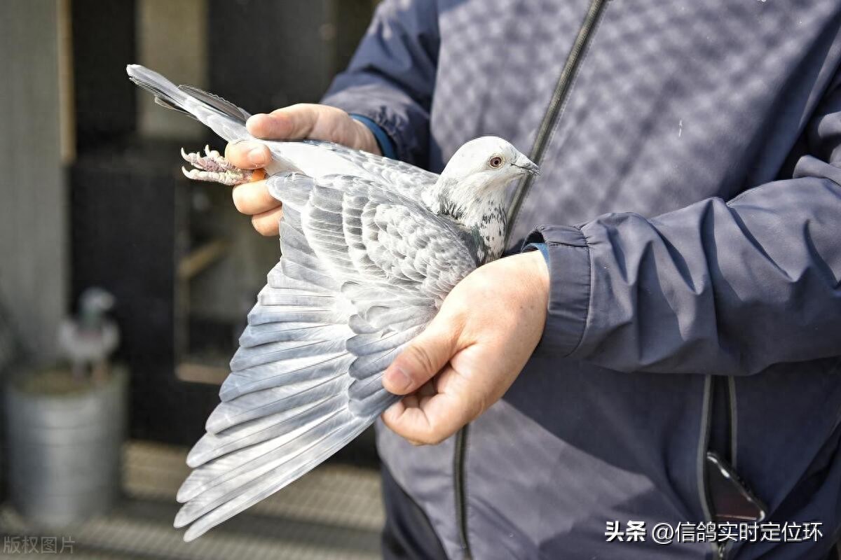 赛鸽翅膀鉴定技巧_赛鸽翅膀结构观察_鸽子翅膀下垂的肌肉疾病