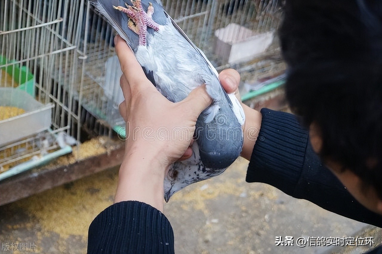 赛鸽翅膀结构观察_鸽子翅膀下垂的肌肉疾病_赛鸽翅膀鉴定技巧