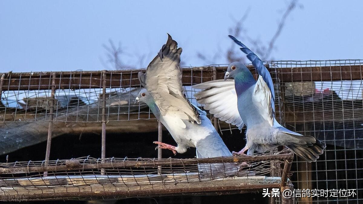赛鸽翅膀鉴定技巧_鸽子翅膀下垂的肌肉疾病_赛鸽翅膀结构观察