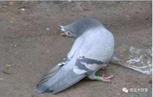 鸽子新城疫怎么预防 怎么治疗，福音来了-派特超人-宠物