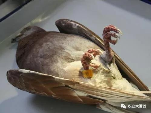 鸽子新城疫传染性_乳鸽发病率_鸽子翅膀下垂的肌肉疾病
