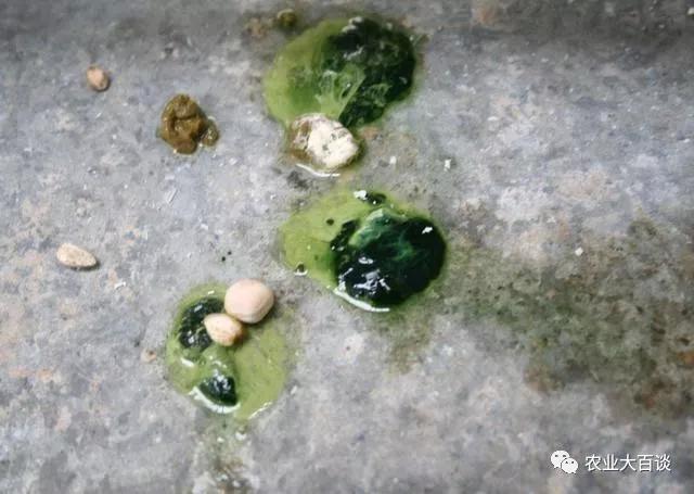 鸽子翅膀下垂的肌肉疾病_乳鸽发病率_鸽子新城疫传染性