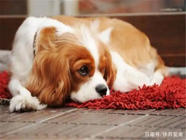 狗狗脚底毛护理_金毛脚趾间长毛处理_如何清理狗狗的趾间毛