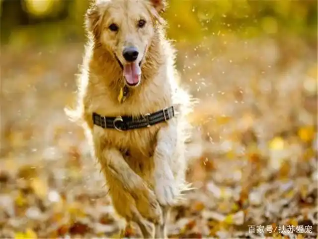 狗狗脚底毛护理_如何清理狗狗的趾间毛_金毛脚趾间长毛处理