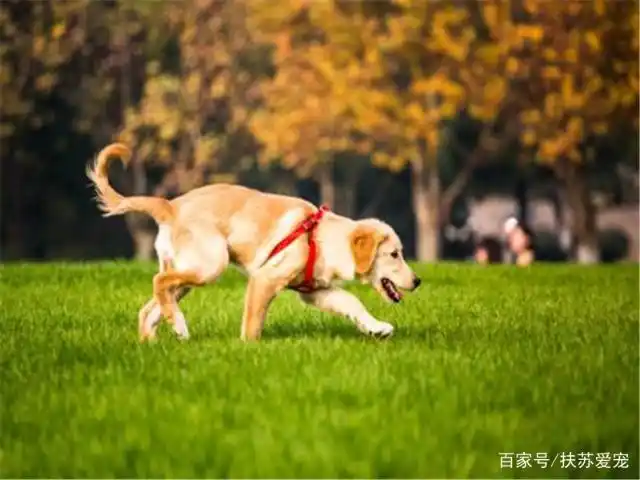 狗狗脚底毛护理_金毛脚趾间长毛处理_如何清理狗狗的趾间毛