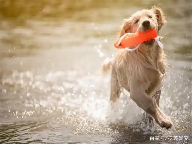 金毛脚趾间长毛处理_狗狗脚底毛护理_如何清理狗狗的趾间毛