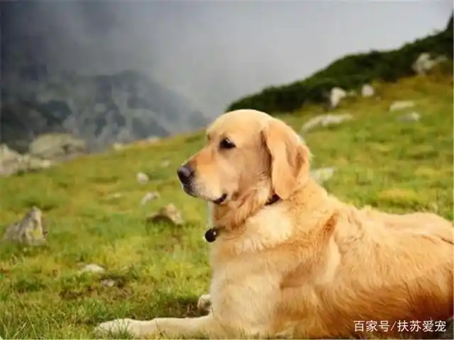 狗狗脚底毛护理_金毛脚趾间长毛处理_如何清理狗狗的趾间毛
