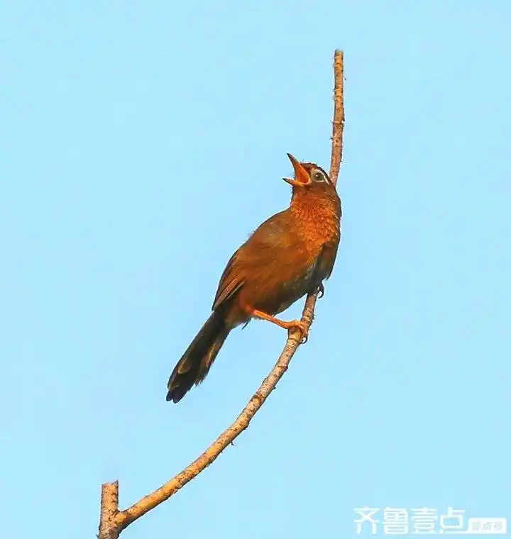 鸟类种类分类_攀禽代表物种_如何教会鸟类简单分类