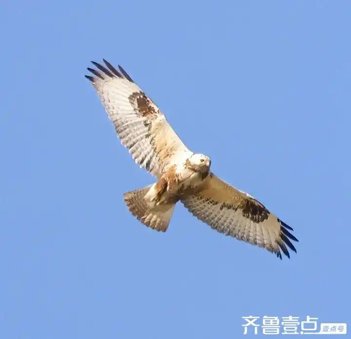 鸟类种类分类_如何教会鸟类简单分类_攀禽代表物种