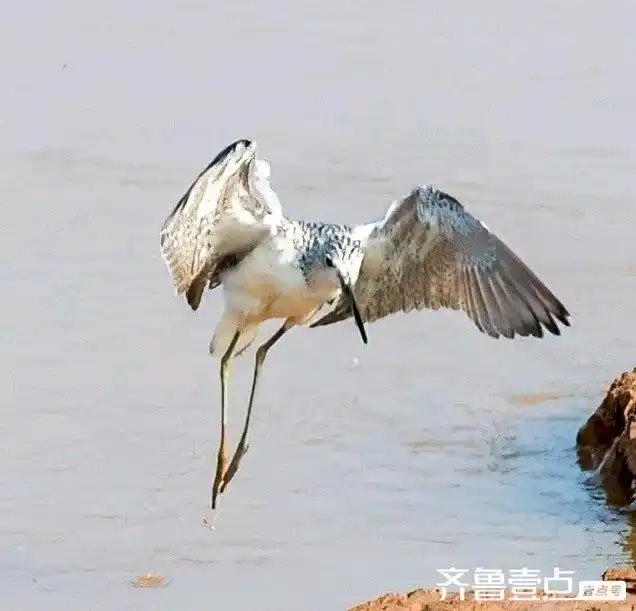 如何教会鸟类简单分类_鸟类种类分类_攀禽代表物种