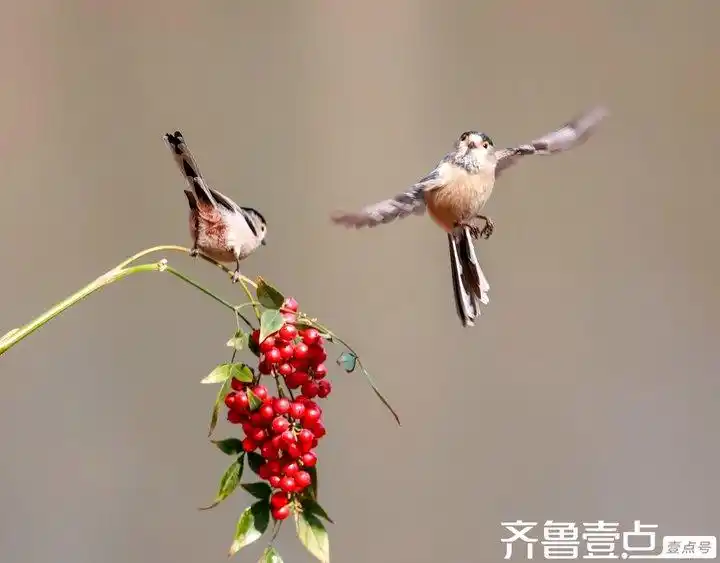 鸟类种类分类_如何教会鸟类简单分类_攀禽代表物种