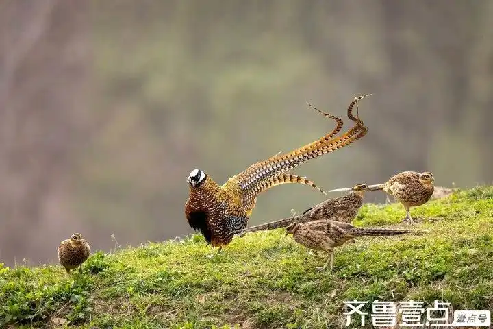如何教会鸟类简单分类_攀禽代表物种_鸟类种类分类