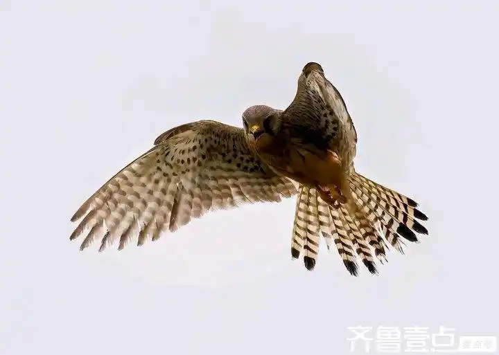鸟类种类分类_攀禽代表物种_如何教会鸟类简单分类