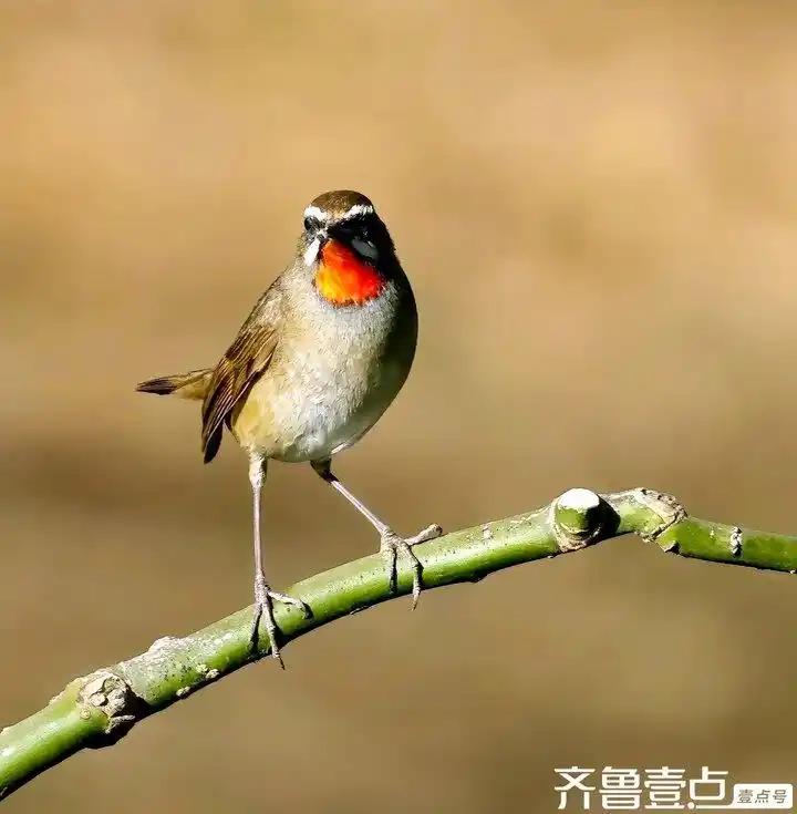 如何教会鸟类简单分类_攀禽代表物种_鸟类种类分类