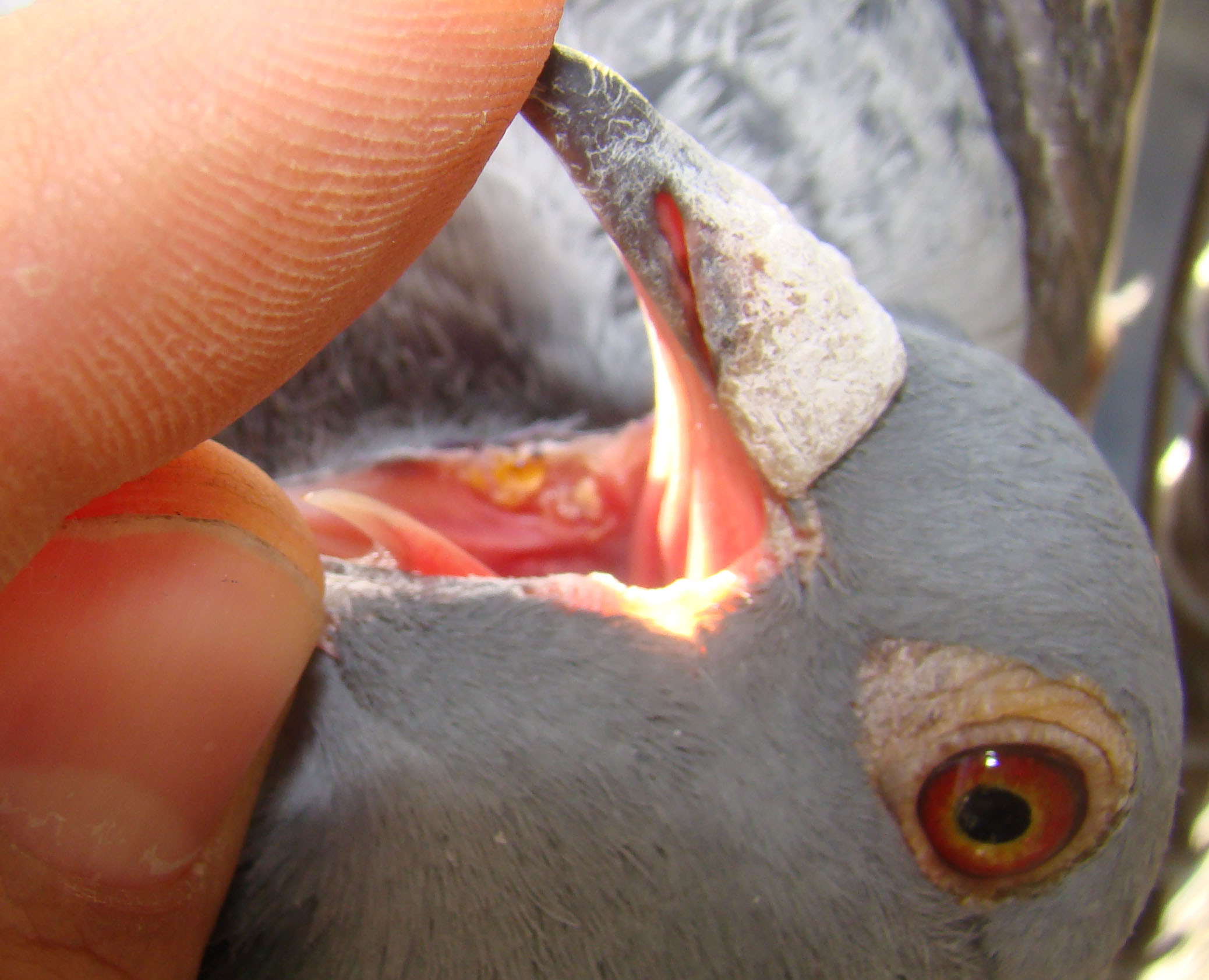 严防赛鸽疾病,不能忽视的日常九项检查!-派特超人-宠物