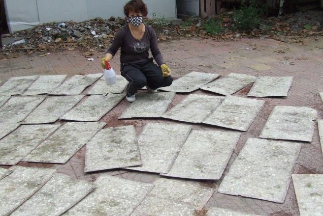 赛鸽疾病早期症状_赛鸽日常检查方法_鸽子翅膀下垂的肌肉疾病