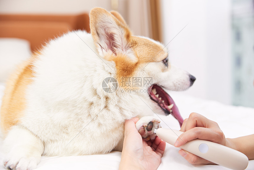 下司犬脚垫修剪注意事项_修剪下司犬脚掌毛发步骤_如何清理狗狗的趾间毛