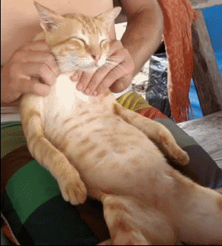 猫咪耳朵按摩方法_撸猫按摩技巧_猫咪最喜欢的抚摸方式