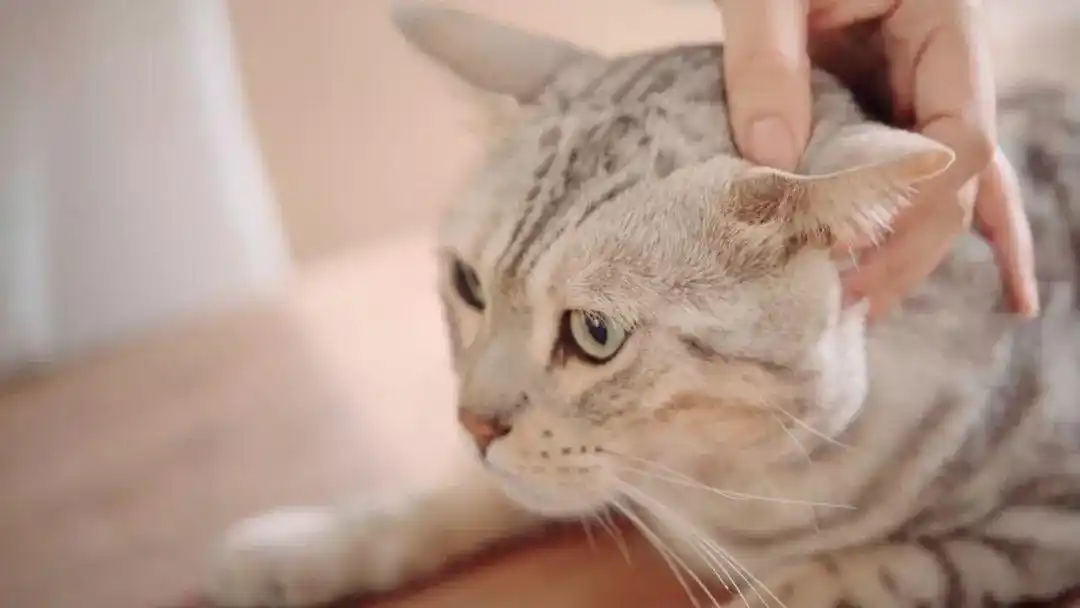 猫咪最喜欢的抚摸方式_猫咪耳朵按摩方法_撸猫按摩技巧