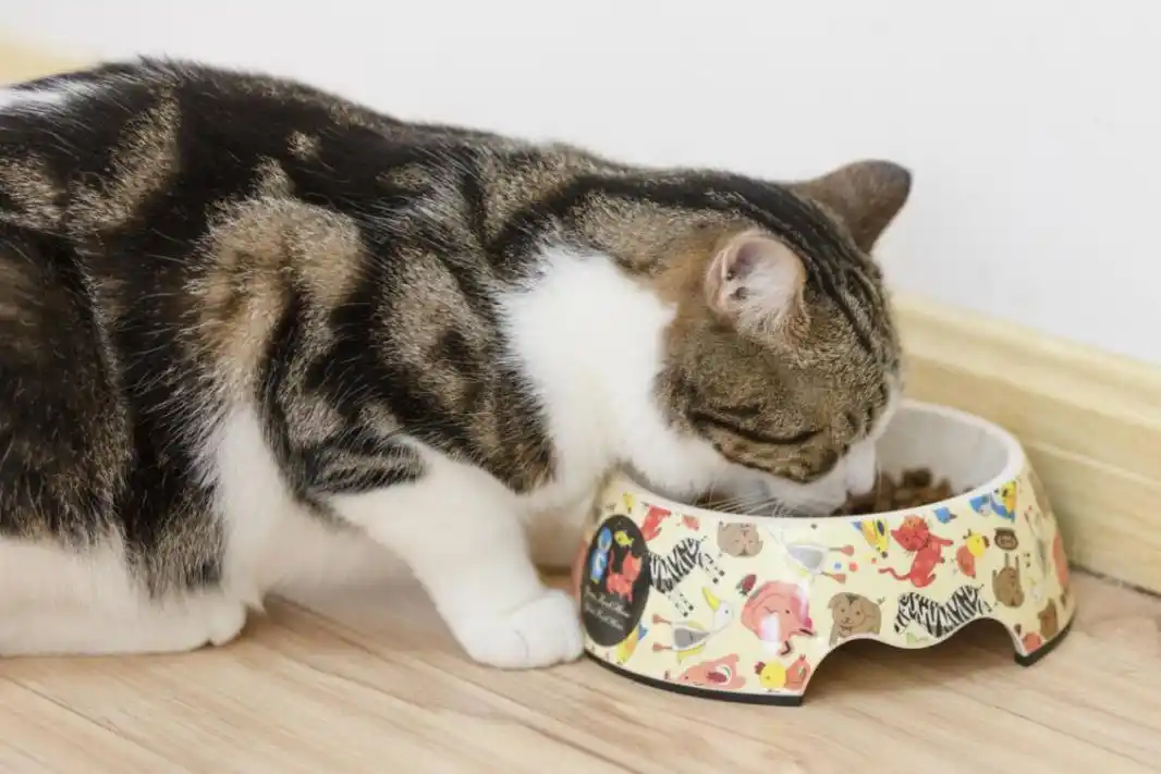 撸猫按摩技巧_猫咪最喜欢的抚摸方式_猫咪耳朵按摩方法